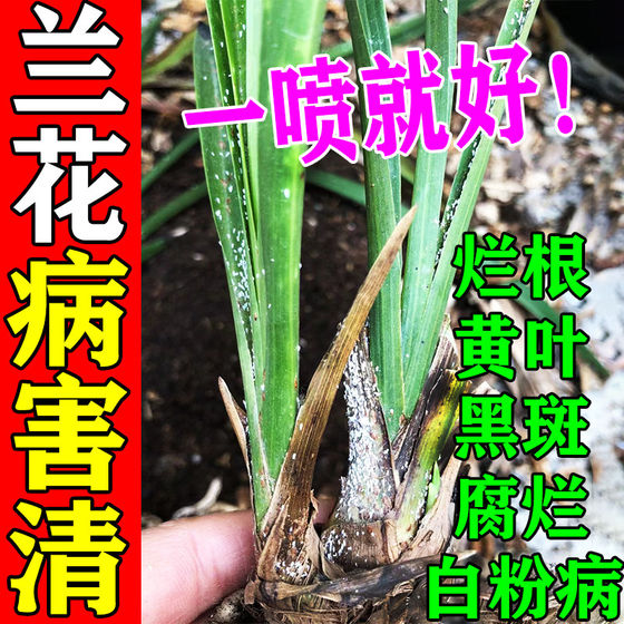
Special fertilizer for orchids, special medicine for black spot disease, nutrient solution for treating yellow leaves, burnt tips, black rot, root nutrient solution, chlorothalon fungicide