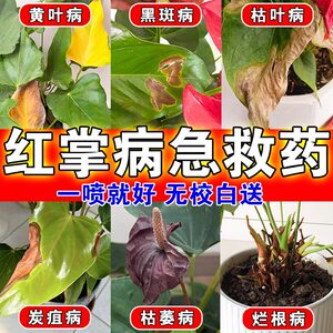 
Special fertilizer and nutrition solution for erythema yellow leaf disease