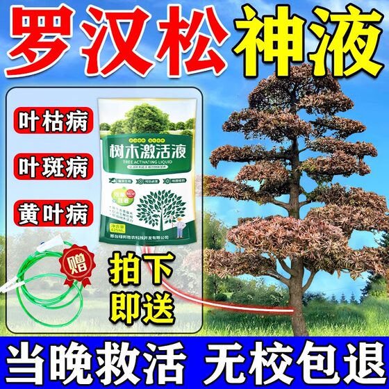
Special nutrient solution for podocarpus to prevent yellow leaf blight and powdery mildew on dry tips of leaves Special fertilizer and root rejuvenation solution for hanging needles