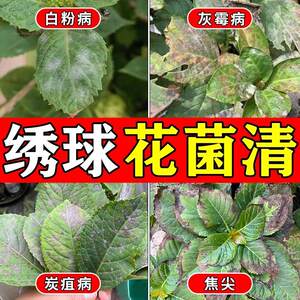 
Hydrangea black spot anthrax powdery mildew nutrition solution yellow leaves white curly leaves special fertilizer insecticide