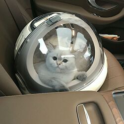 Cat Carrier Portable Space Capsule Dog and Cat Cage Airline Box Cat Nest Pet Large Capacity Handbag