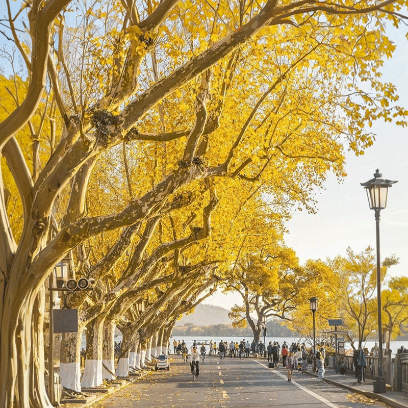 高铁往返【30人精品团】杭州旅游3天2晚乌镇西栅南浔西塘西湖跟团