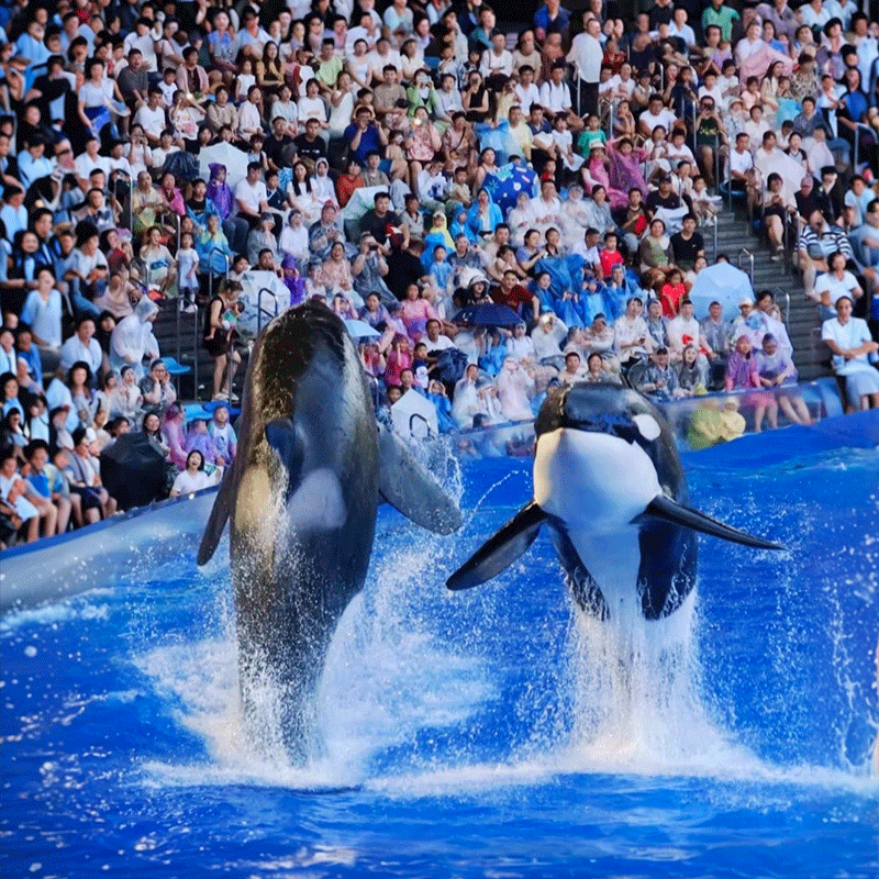 飞机上海迪士尼旅游3天2晚上海海昌海洋馆跟团游双园乐享/5钻酒店
