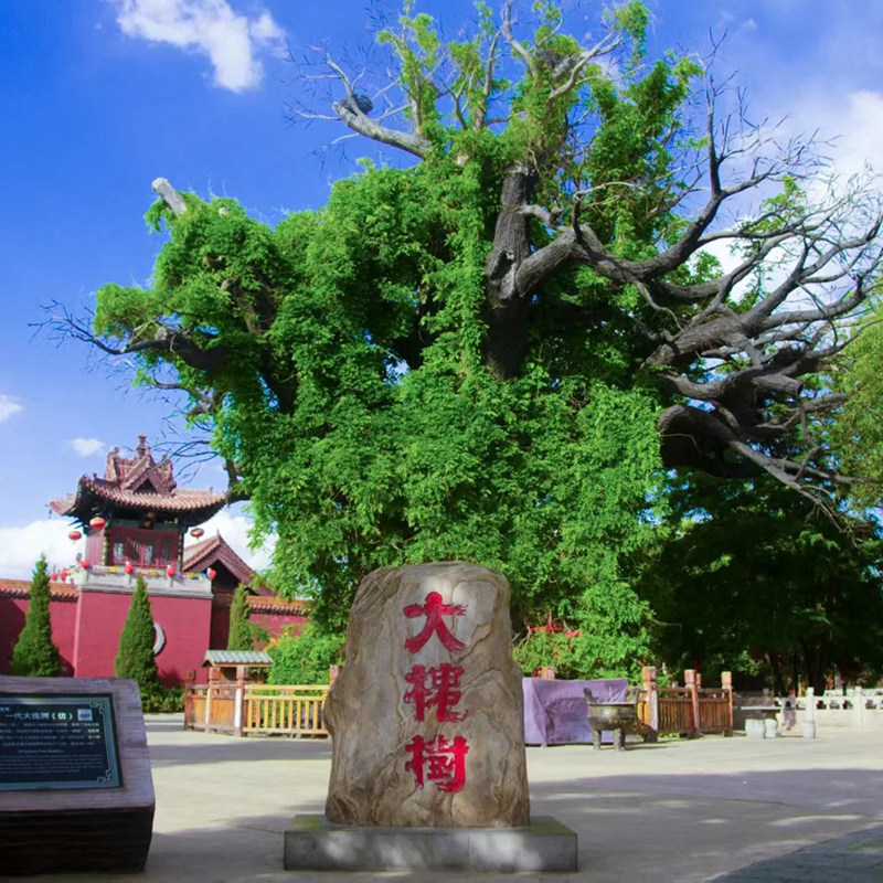 猩咖说山西临汾大槐树含门票2H大咖小包团人工讲解山西旅游