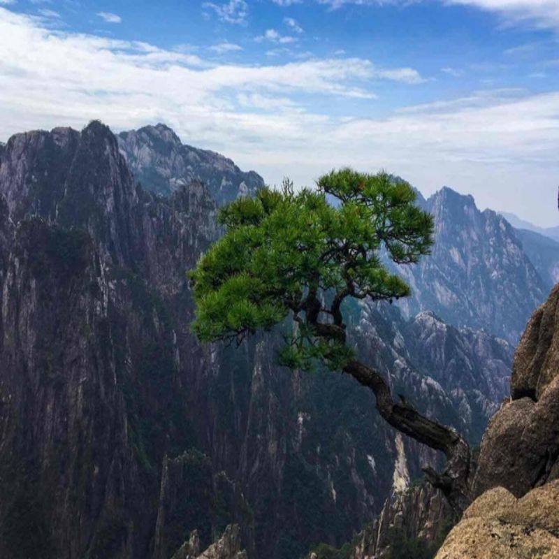 纯玩-黄山观日出+婺源篁岭+西递宏村故里+九华山7天6晚跟团游