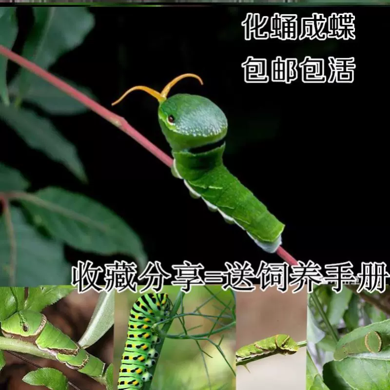 毛毛虫宠物活蝴蝶蛾养殖幼虫蛹卵昆虫爬虫蚕宝宝化蛹成