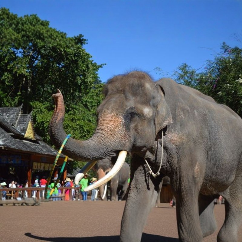 2人小团云南西双版纳普洱小熊猫庄园5天4晚低了成团五星泳池酒店