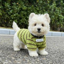Dog Clothes Winter Wear Double-Sided Fleece Thickened Warm Striped Sweater for Small Dogs Bichon Frise West Highland Outdoor Leash