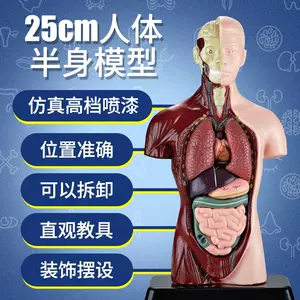 人体模型科普玩具- Top 50件人体模型科普玩具- 2024年3月更新- Taobao