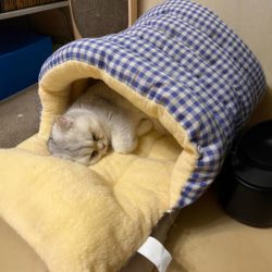 Cat Bed for All Seasons, Enclosed, Warm in Winter, Secure for Cats, Removable and Washable, Thickened Pet Bed Sleeping Mat, Dog Bed