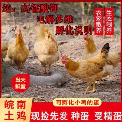 Wannan native chicken, grass chicken, northern Jiangsu native chicken egg, fertilized egg, can hatch 30 chicks, pet chicken