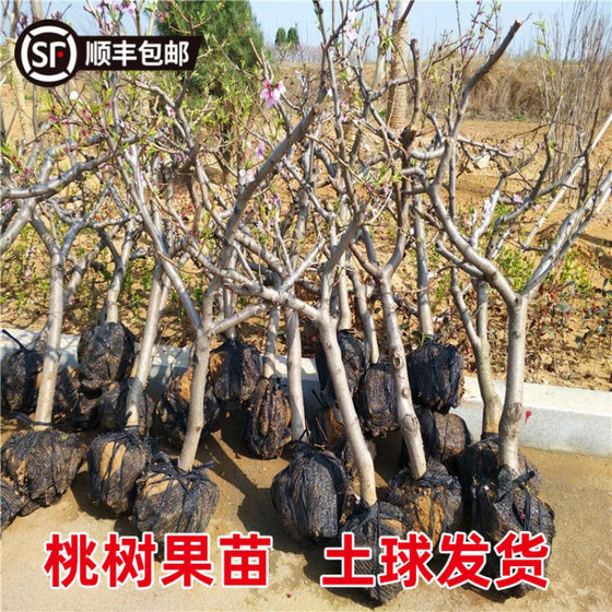Extra -peach tree fruit seedlings with soil grafting winter peach butter peach peach peach basin planting north and south chills of cold -resistant fruit trees