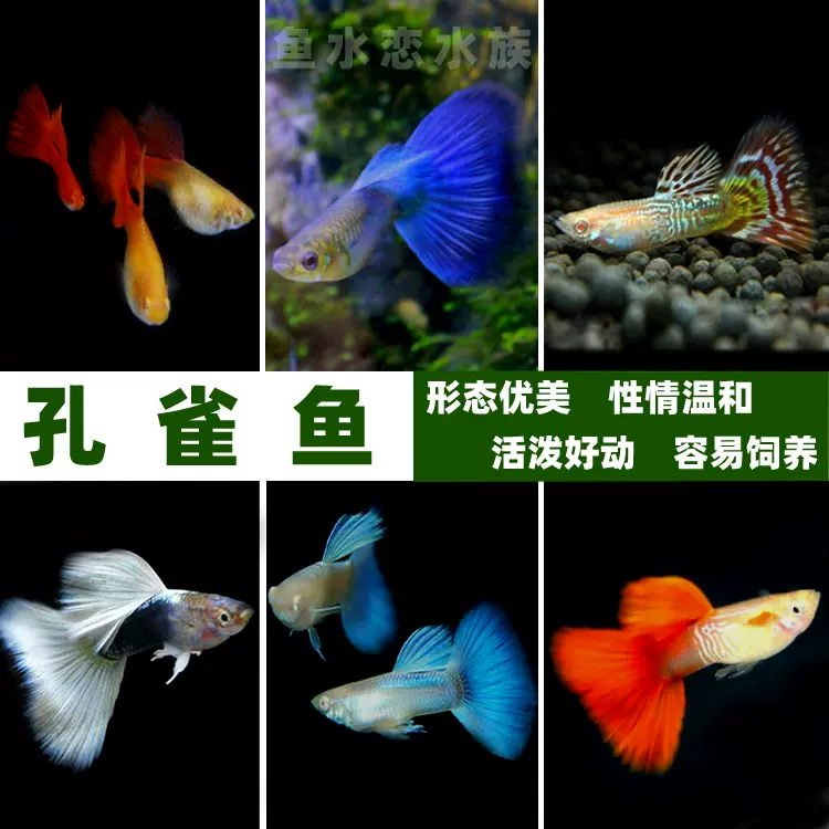 孔雀魚純種鳳尾魚觀賞魚活體淡水魚熱帶魚水族小型魚繁殖胎生魚 Taobao