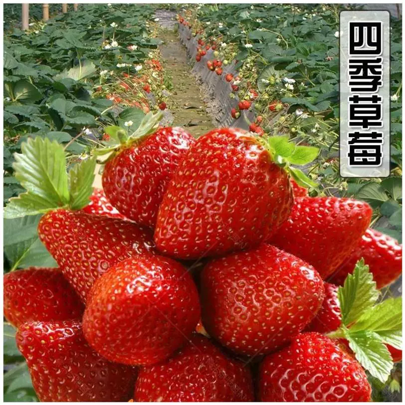盆奶油草莓种子四果季结果室内阳台栽水种子易植高种产蔬菜 Taobao