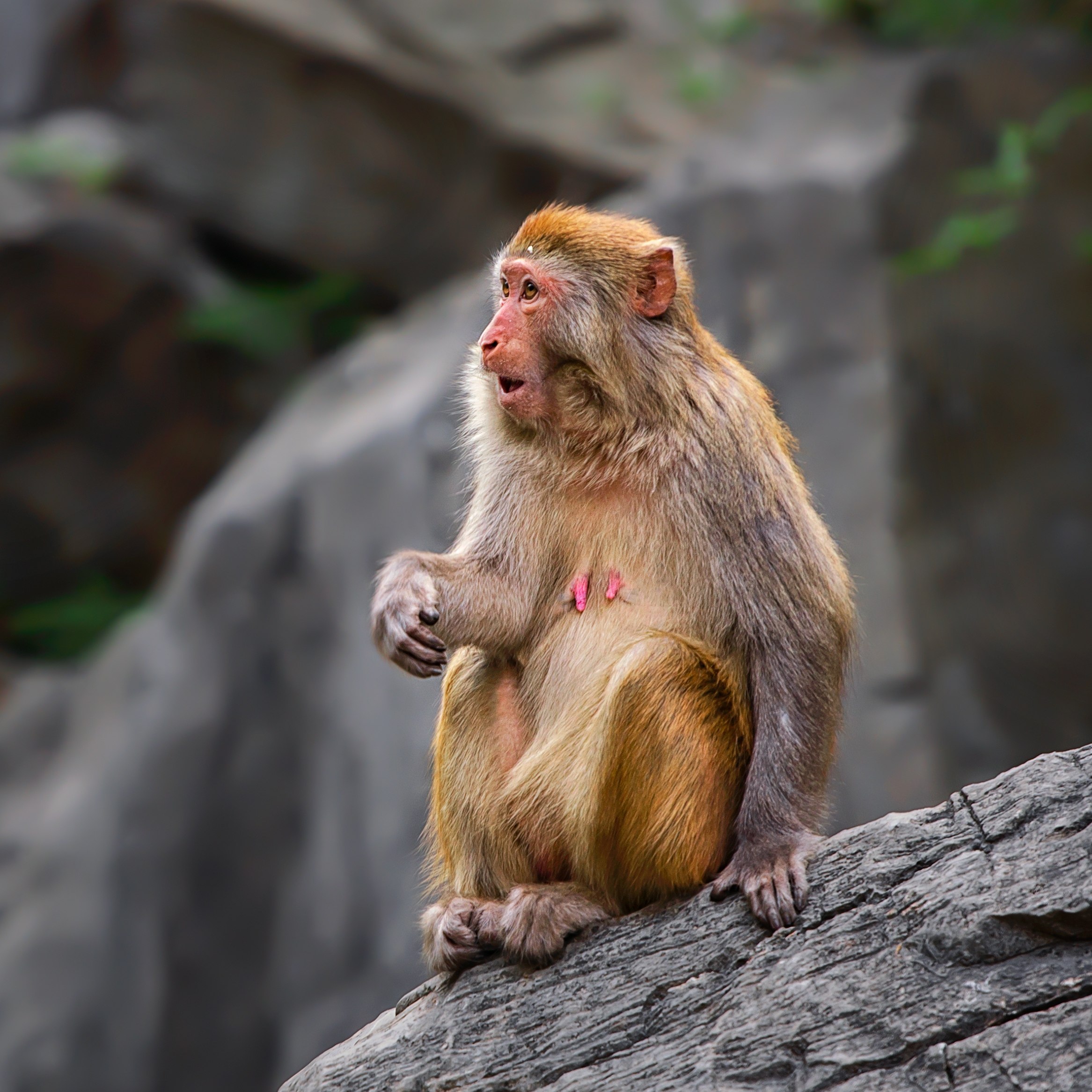 焦作云台山1日跟团游 郑州出发 纯玩无购物 天天发团