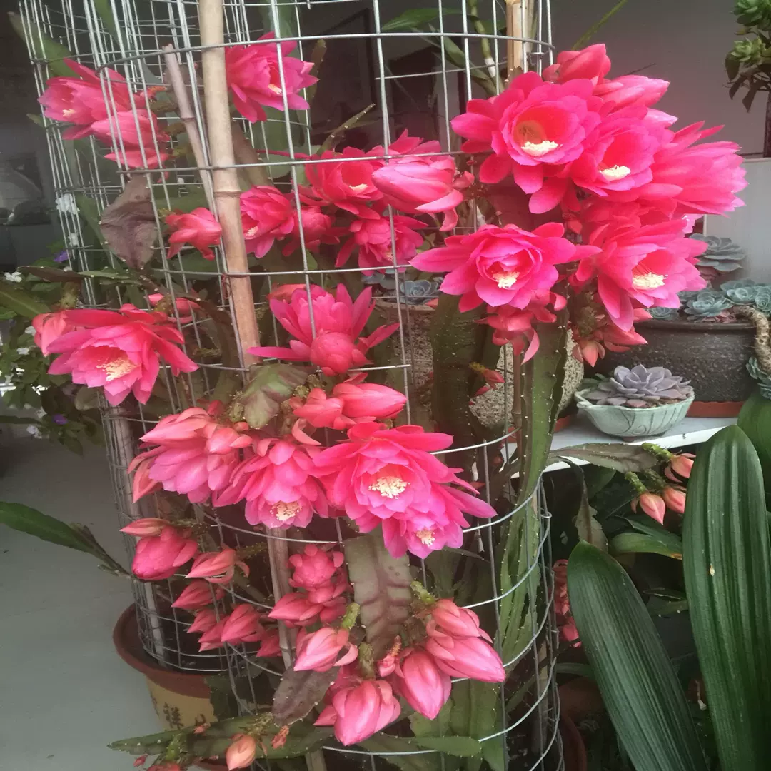 新品进口令箭荷花苗多肉植物重瓣大花品种带根苗令箭花卉绿植盆栽