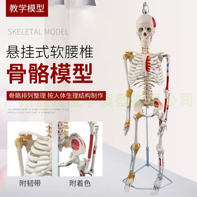 人体骨骼模型全身骨架85cm-170cm人体模型成人小骷髅教学脊椎模型 