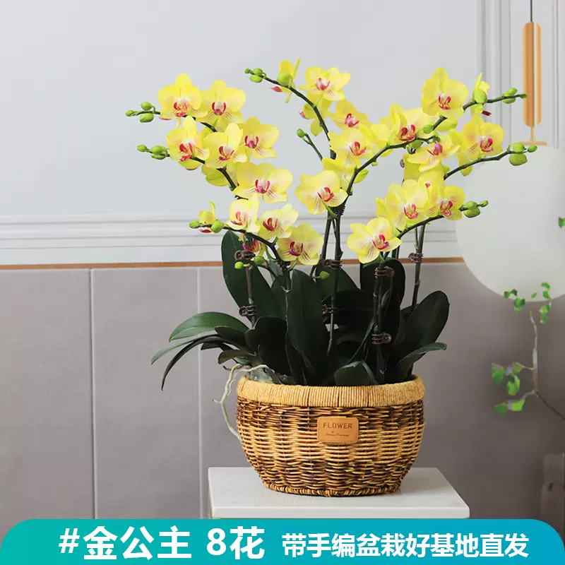 蝴蝶兰盆栽带花超长花期的四季室内家养花卉植物兰花苗带花苞鲜花 Taobao