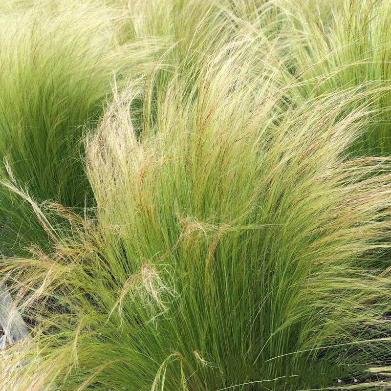 细茎针茅种子孑墨西哥羽毛草观赏马尾草籽多年生花坛阳台盆栽春秋-淘宝网