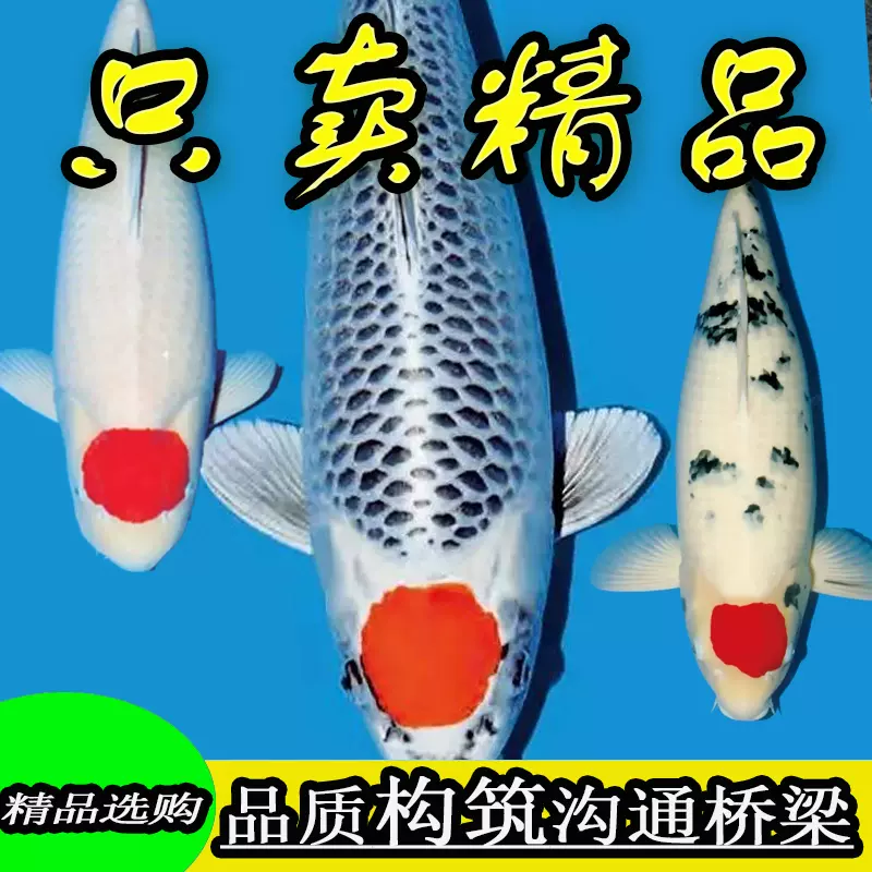 纯种日本锦鱼活正红白大鱼昭和三色大G型白写淡水鱼高端观赏鲤活-Taobao 