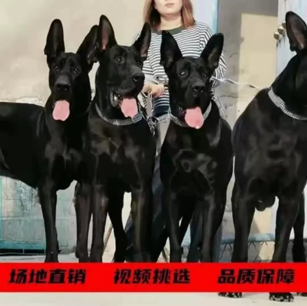 黑狼犬幼犬純種墨界黑狼犬活體中華黑狼