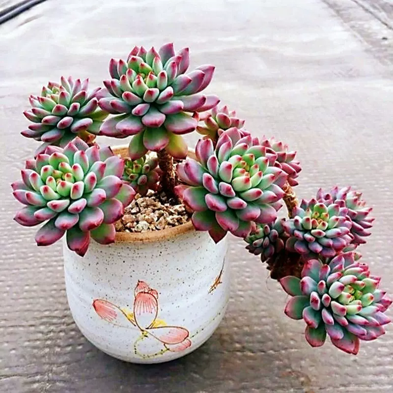 懿卉园艺大棵蓝苹果多肉植物清棚老桩室内精品好