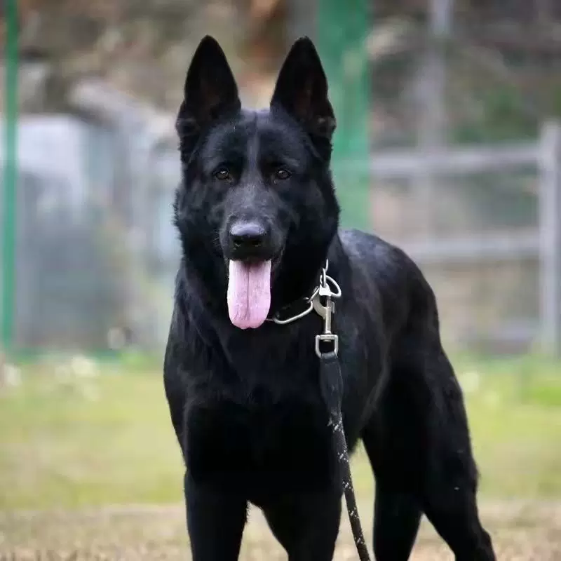 黑狼狗小狗