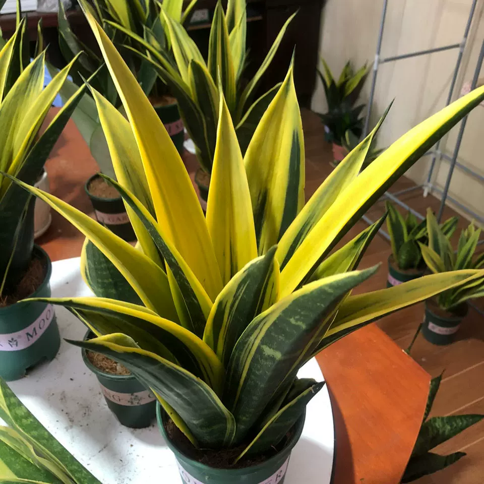 黄金虎皮兰盆栽植物室内花卉大全养不死室内水养大型客厅