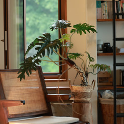 Sen Space Simulated Green Plants with a High-End Feel, Dragon Scale Angel Plant Decorative Ornaments, Paired with Indoor Living Room Corner Potted Plants