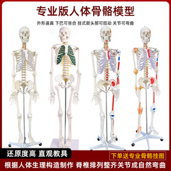 Adult Human Musculoskeletal Structure Full-Body Skeleton Model Detachable Medical Spine Yoga Beginner Skeleton Teaching Aid