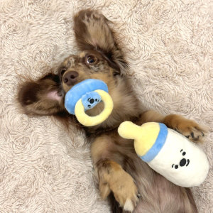 
Pacifier bottle shaking pet toys hidden food and vocals toys small and medium-sized dogs, cats, dachshunds and dogs to relieve boredom