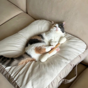 
Extra large cotton swab cat toy, self-stimulating and boredom-relieving artifact, containing catnip, cat tea stick, bite-resistant and teeth-cleaning pet toy