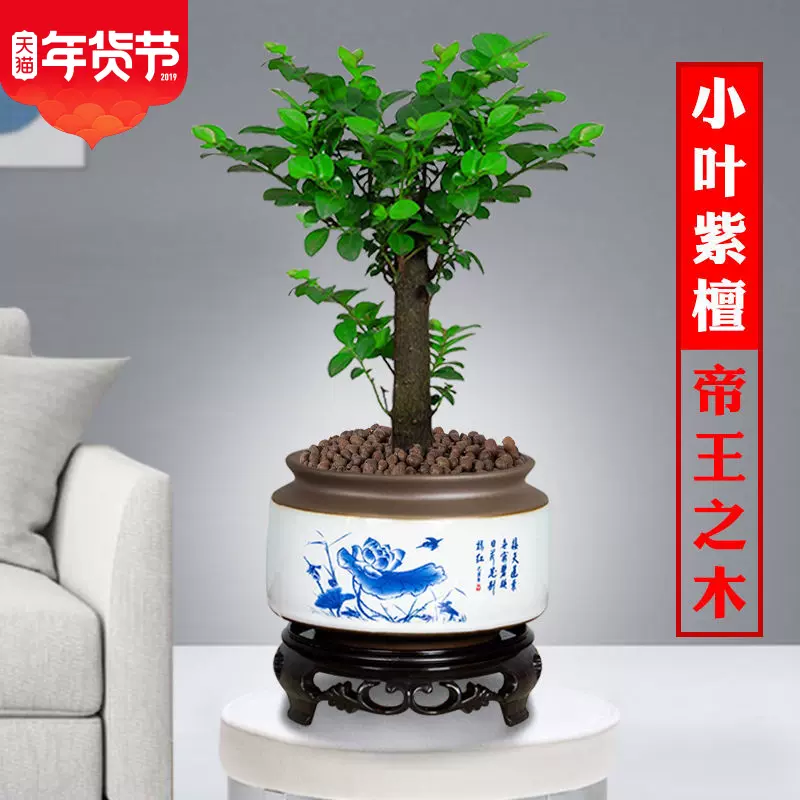 小葉紫檀盆景樹樁植物老樁盆栽客廳桌面室內綠植好養樹苗常青網紅 Taobao