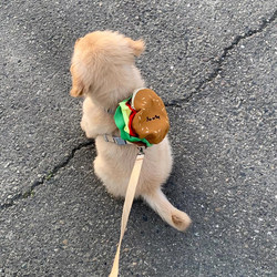 Small dog traction dog leash small dog puppy medium-sized dog anti-breakaway extra long cute hamburger pet harness