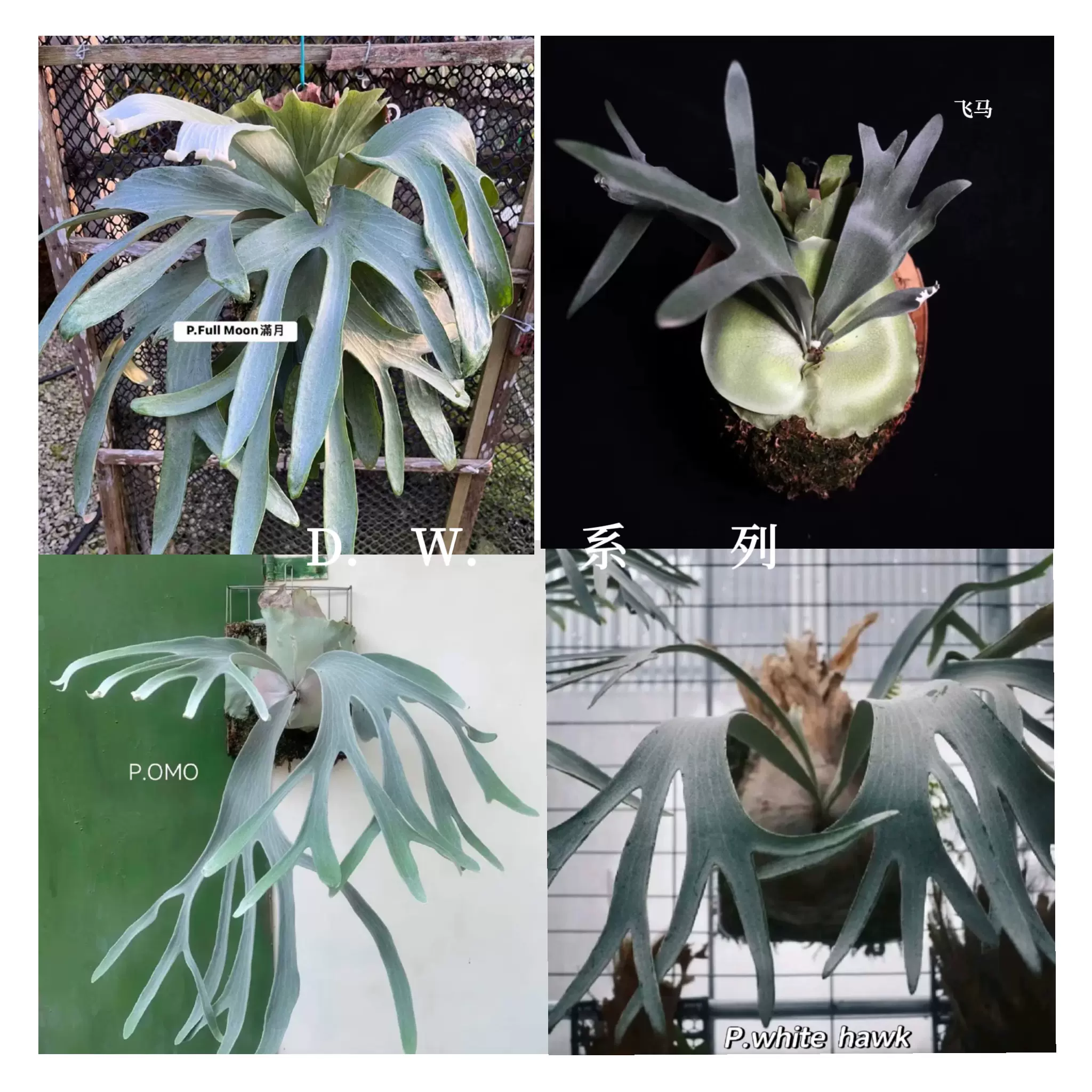 P.Omo オモ ビカクシダ : TC① @ オモ ビカクシダ : ビューティー