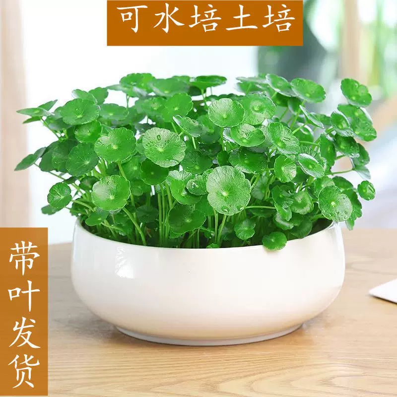 铜钱草水培植物室内盆栽客厅桌面金钱草水养植物好养