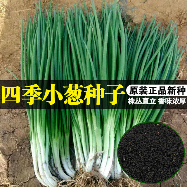 Chive seeds four seasons fast-growing small chive seeds potted ...