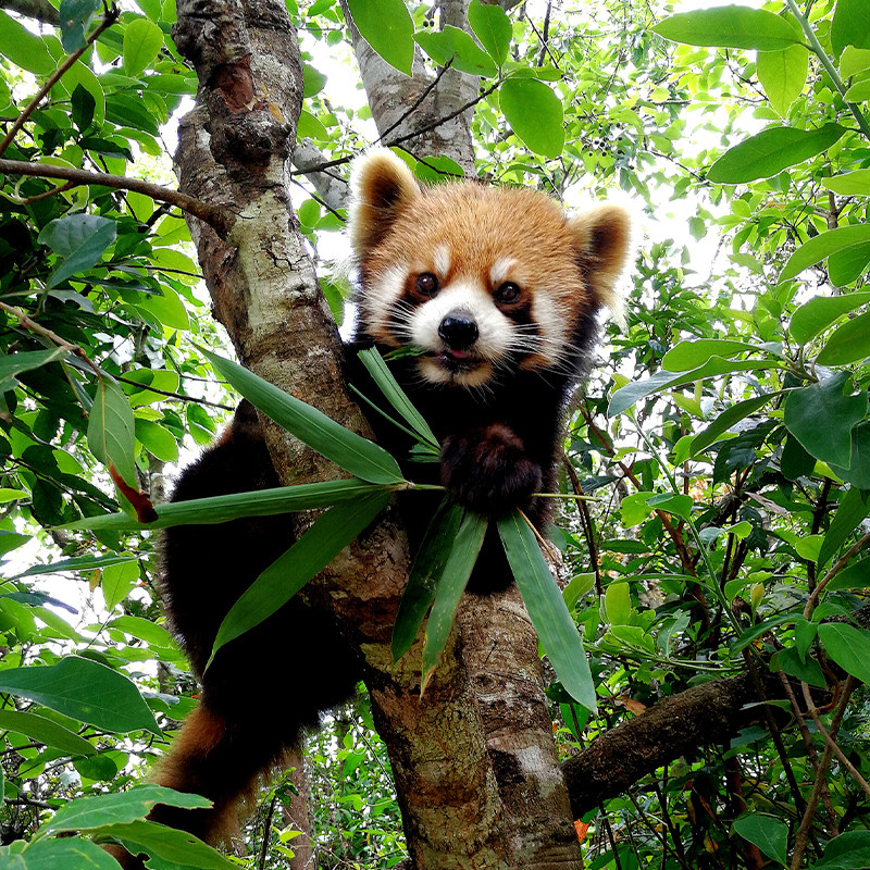 云南旅游西双版纳5日自由行篝火/快艇/傣迪3选1