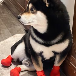 Dog Shoes with Soft Soles That Won'T Fall Off, Suitable for Small and Medium-Sized Dogs, Waterproof, Anti-Slip, Pet Outdoor Foot Covers, Rain Boots