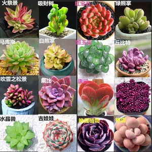 多肉植物种子- Top 1000件多肉植物种子- 2024年3月更新- Taobao