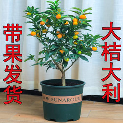 Kumquat tree potted plant with fruit delivered indoor living room
