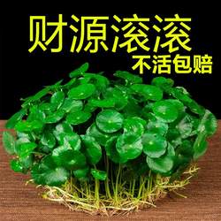 Four small green plants with leaves of copper money grass hydroponics