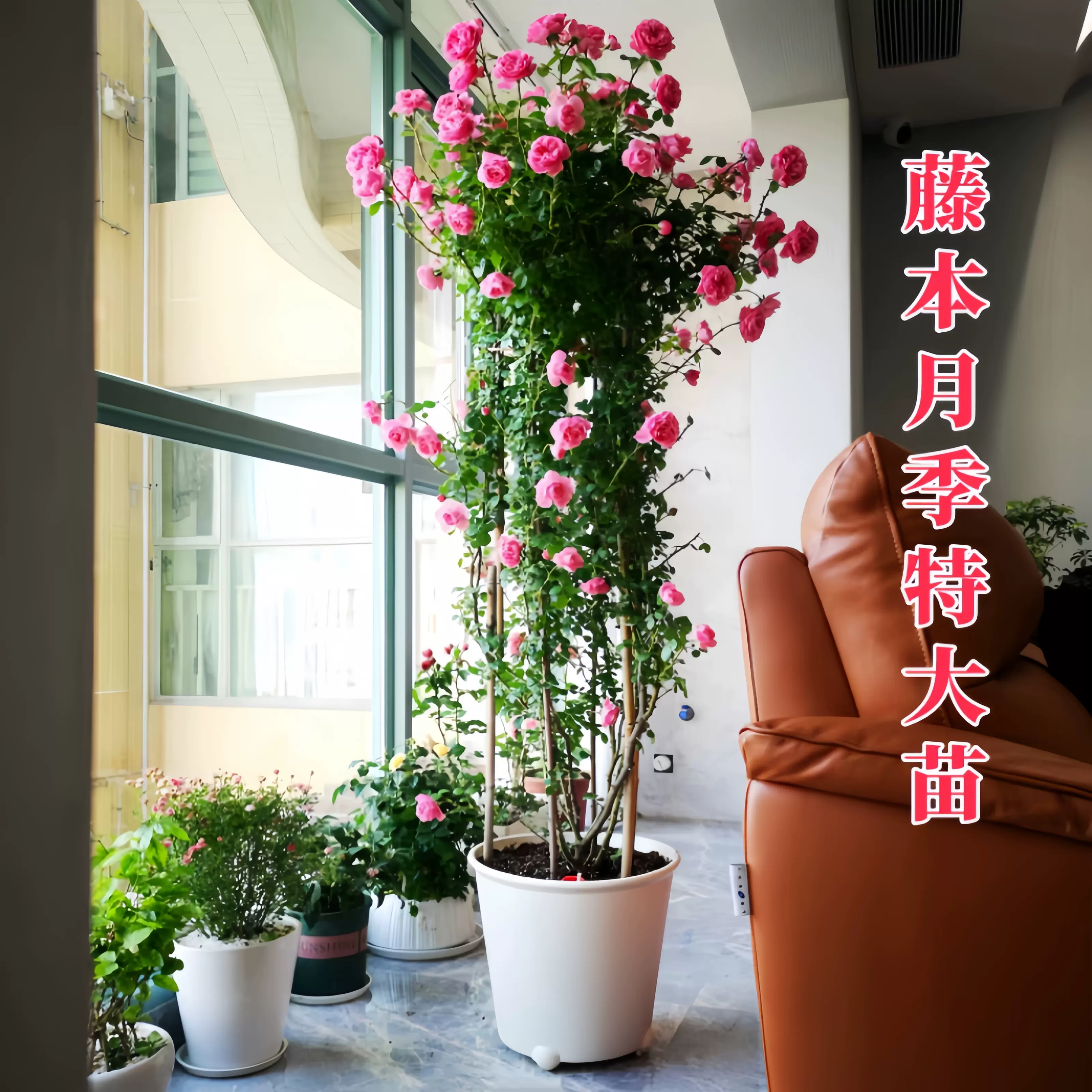 藤本月季花苗特大爬藤植物盆栽阳台庭院花卉蔷薇玫瑰龙沙宝石四季