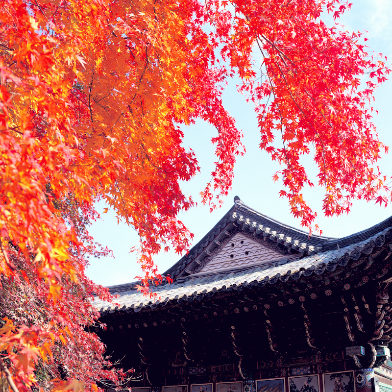 山西五台山一日游 祈福静心之旅/含门票/梵仙山求姻缘/可选含餐
