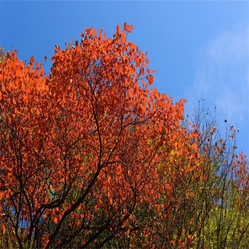 【1人请勿下单,最少2成人起订】少华山国家森林公园纯玩1日游