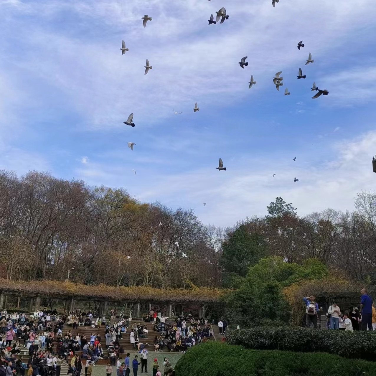 【限定秋色】美龄宫+明孝陵+中山陵+音乐台钟山风景名胜区一日游