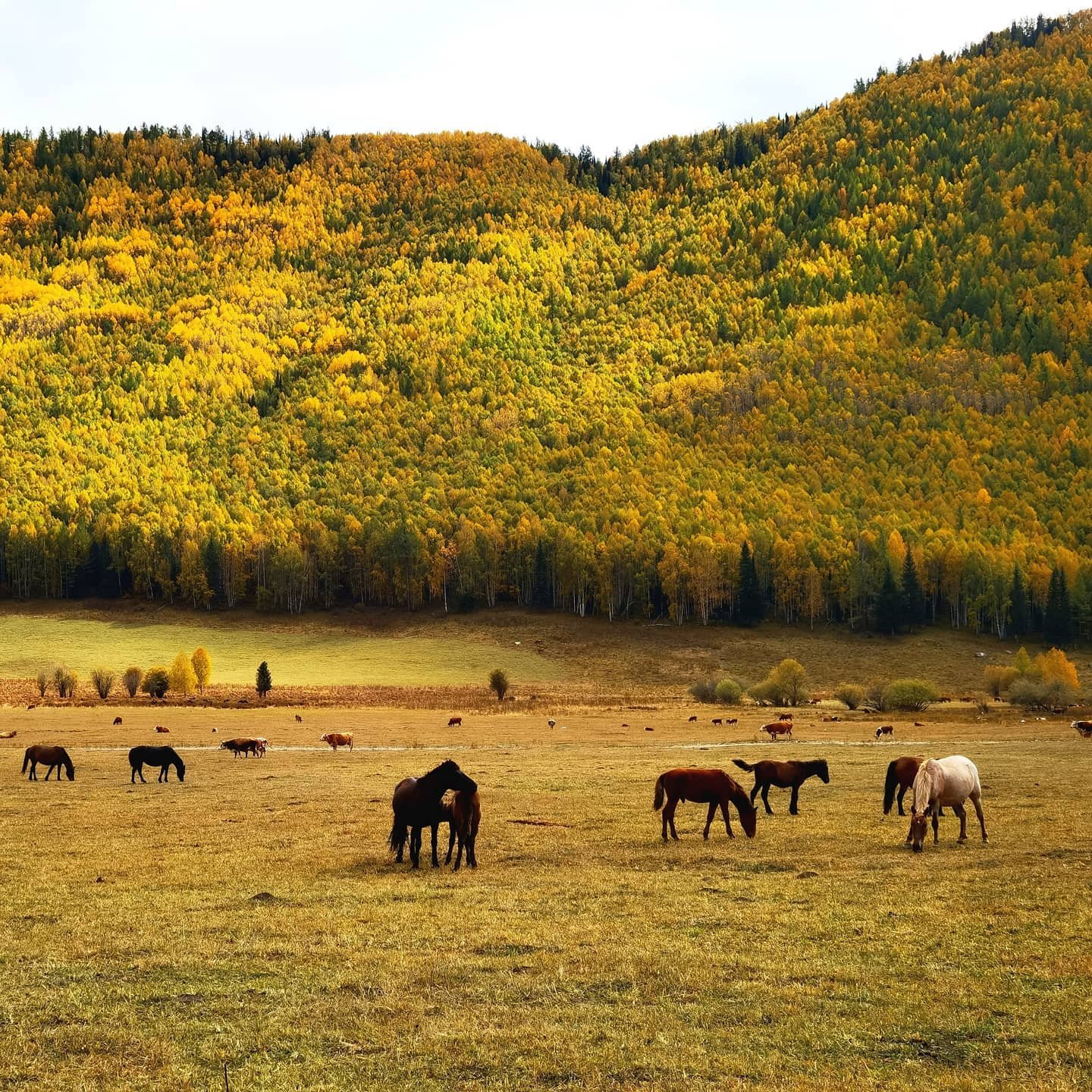 新疆旅游 北疆阿勒泰5天4晚私家团 禾木喀纳斯乌尔禾【景区美宿】