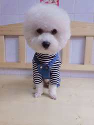 Pet overalls paper pet clothing drawings Teddy Bichon French Dou Schnauzer two-legged pants cutting template