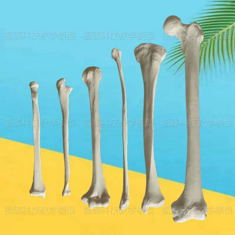 股骨模型大腿骨標本真實倒模四肢長骨脛骨腓骨下肢上肢肱骨尺橈骨-Taobao