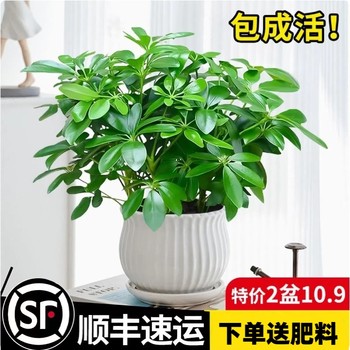 Selection of evergreen and wealth from all directions in the four seasons, duck feet wood, indoor balcony, desktop, green plants, potted plants, flowers, wealth, trees, wealth